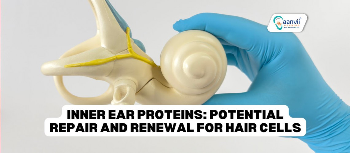 Inner Ear Proteins: Potential Repair and Renewal for Hair Cells