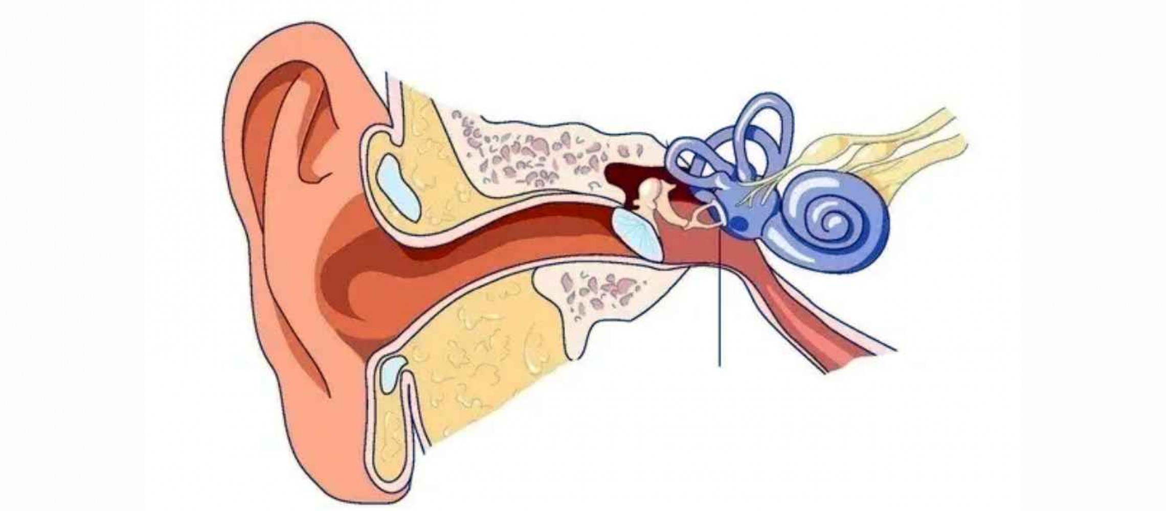 Understanding Mixed Hearing Loss A Comprehensive Guide Aanvii