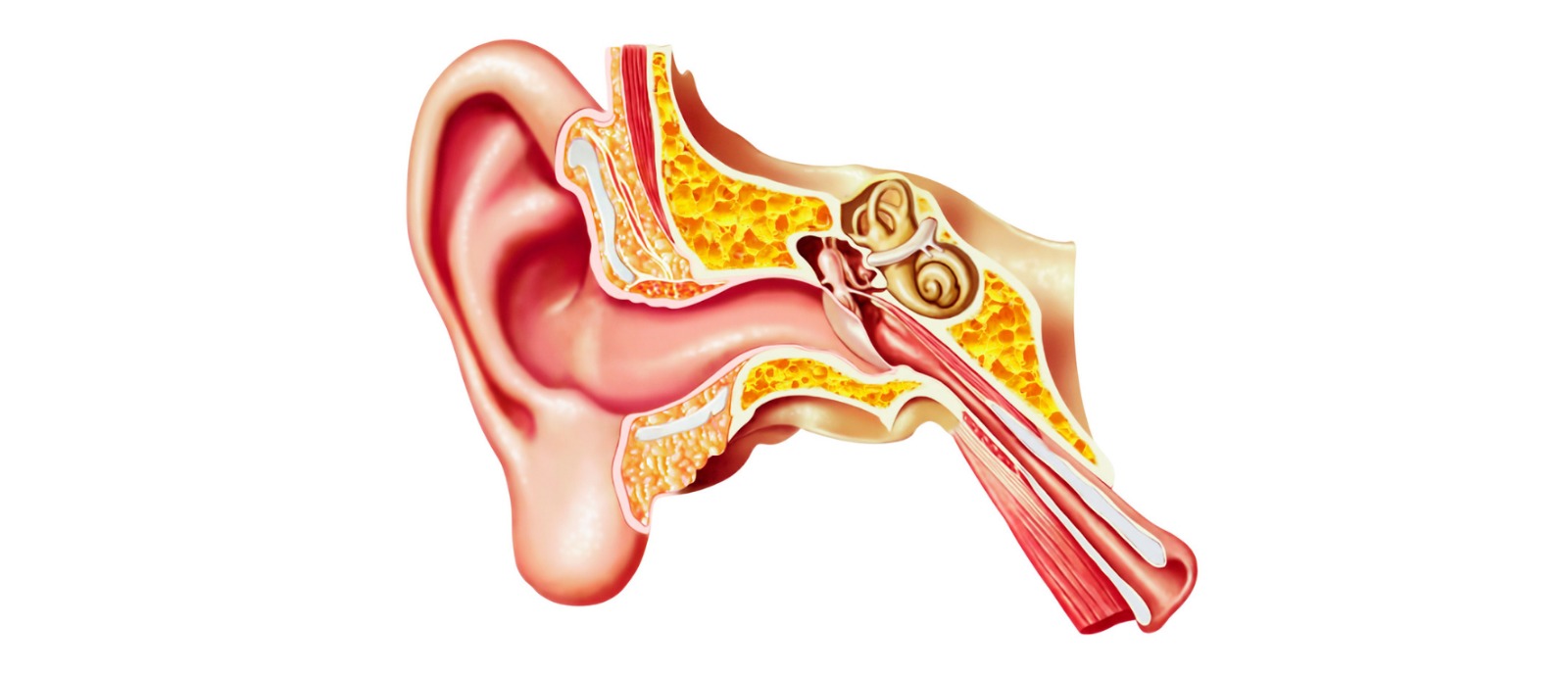 Inner ear damage due to noise pollution affecting hearing gradually over time | Aanvii Hearing